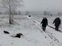 Акция «Покорми бездомных животных»