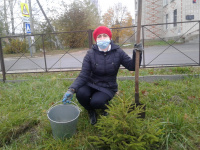 Посади дерево