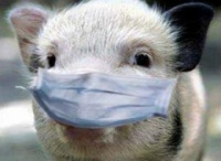 Африканская чума свиней!