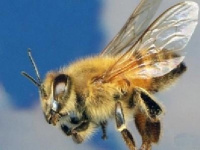 О правилах содержания пчёл